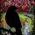 Book Review: Garden Princess by Kristin Kladstrup